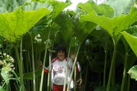 Vùng đất thần kỳ, cây cối khổng lồ, cứ như bước vào truyện cổ tích