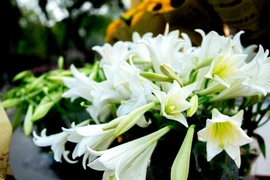 Hoa loa kèn khoe sắc trắng tinh khôi giữa phố phường Hà Nội