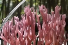 Vào rừng săn đặc sản “chân chuột” có giá hơn nửa triệu/kg