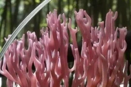 Vào rừng săn đặc sản “chân chuột” có giá hơn nửa triệu/kg