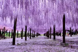 Trồng 4 cây sống lâu trăm tuổi này gia đình có thể hưng thịnh