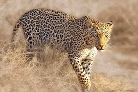 Video: Báo hoa mai bóc vỏ cây để săn cú mèo 