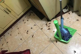 Căn nhà bị một sinh vật "xâm chiếm" sau cơn mưa