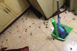 Căn nhà bị một sinh vật "xâm chiếm" sau cơn mưa