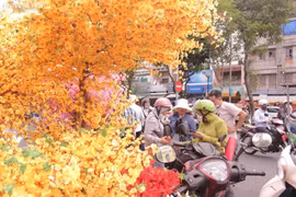Phố bán đồ Tết ở TP HCM rực rỡ sắc xuân