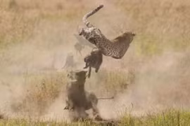 Video: Lợn bướu húc văng báo săn lên không trung, giải cứu con non