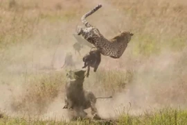 Video: Lợn bướu húc văng báo săn lên không trung, giải cứu con non