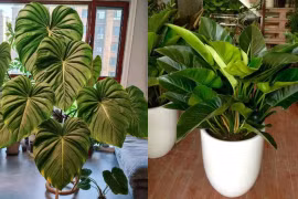 3 loài cây lá càng to càng hút tài lộc, ai trồng được sẽ giàu