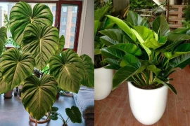 3 loài cây lá càng to càng hút tài lộc, ai trồng được sẽ giàu