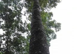 Việt Nam có loại gỗ được xem là “báu vật”, giá cả tỷ đồng 