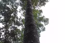 Việt Nam có loại gỗ được xem là “báu vật”, giá cả tỷ đồng 