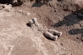 Voi chôn voi con đã chết với tư thế "chổng vó lên trời"