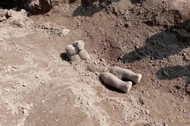 Voi chôn voi con đã chết với tư thế "chổng vó lên trời"