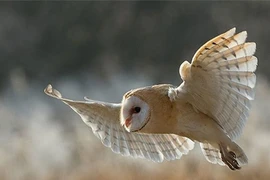 "Cánh cú mèo" giúp con người chế tạo động cơ và máy bay