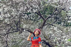 Thiếu nữ đua nhau đọ sắc bên hoa mận đẹp nao lòng