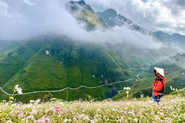 Những bức ảnh "check-in" Hà Giang tuyệt đẹp mùa hoa tam giác mạch