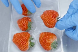 Trồng loại dâu tây lạ bán giá trên trời nhưng cháy hàng