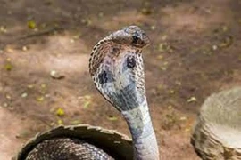 Đang ngủ thấy nhột chân, bật dậy thấy rắn hổ mang chui vào chăn