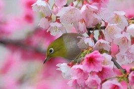 Sau Tết Nguyên đán, 4 con giáp thoát khỏi bể khổ, phất nhanh