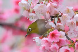 Sau Tết Nguyên đán, 4 con giáp thoát khỏi bể khổ, phất nhanh