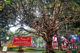 Tunisia có thể sẽ không được dự World Cup 2022 ở Qatar