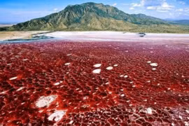 "Hồ tử thần" trên lục địa châu Phi có thể vôi hóa động vật 