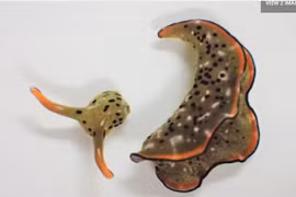 Sửng sốt loài vật tự "chặt đầu", tái sinh cơ thể mới 