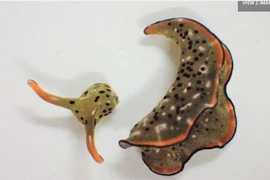 Sửng sốt loài vật tự "chặt đầu", tái sinh cơ thể mới 