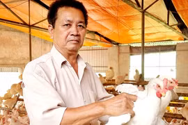 Nuôi loại gà đẻ chả kịp cản, U50 ở Ninh Bình lãi gần 300 triệu/năm