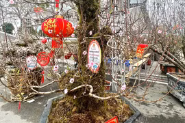 Đào rừng 100 tuổi, được phát giá "lộc phát phát lộc phát" 