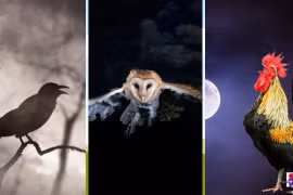 Các cụ dặn: Trong nhà có 5 tiếng gọi, tai họa chắc chắn đến