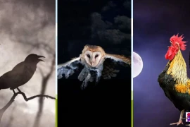 Các cụ dặn: Trong nhà có 5 tiếng gọi, tai họa chắc chắn đến