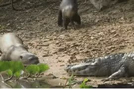 Loài vật có vẻ ngoài thánh thiện lại khiến cá sấu bỏ chạy