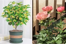 3 loại hoa mang vận may, tài lộc vào nhà cực nhanh 