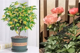 3 loại hoa mang vận may, tài lộc vào nhà cực nhanh 