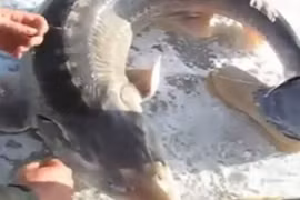 Video: Tóm được “thủy quái thời tiền sử” khi câu cá dưới băng 