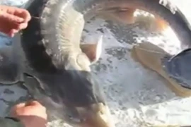 Video: Tóm được “thủy quái thời tiền sử” khi câu cá dưới băng 