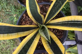 Trồng cây lưỡi hổ lộc đâu không thấy chỉ thấy hao tài