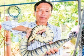 Bắt 3 con rắn đem về nuôi, không ngờ "đẻ" ra trăm triệu mỗi năm