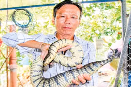 Bắt 3 con rắn đem về nuôi, không ngờ "đẻ" ra trăm triệu mỗi năm