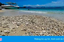 Xác san hô phủ dày ven biển Phú Yên
