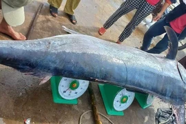 Ngư dân Quảng Trị săn được cá cờ khủng nặng 200kg