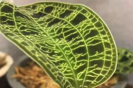 5 loài thực vật mang vẻ đẹp khó cưỡng nhất thế gian