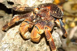 Loài cua 2 càng dài 1m, có giá 6-7 triệu/kg, đại gia săn lùng 