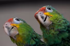 Đối mặt án tù 20 năm vì "xách tay" vẹt qua sân bay Mỹ