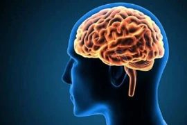 10 hiểu biết sai lầm về não bộ con người