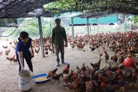 Cả làng ở Hà Tĩnh nuôi gà chạy trên cát, thu lãi cao