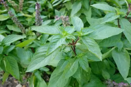 Tác dụng phụ khó lường khi ăn rau húng quế sai cách