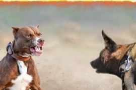 Chó pitbull có sống sót một tuần nếu được đưa vào thảo nguyên châu Phi?