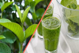 Loại lá vừa đắng lại chát xít nhưng rất tốt cho sức khỏe